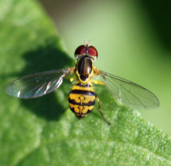 Syrphid fly, Figure 1