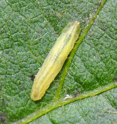 Syrphid fly larva, Figure 3