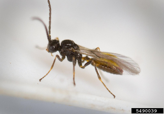 Aphidius wasp, Figure 1