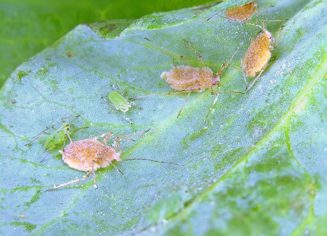 Fugus-infected pea aphids, Figure 1