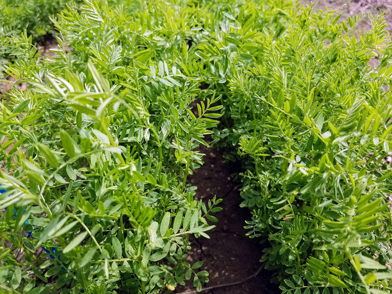 Lentil. (NDSU North Central Research Extension Center)