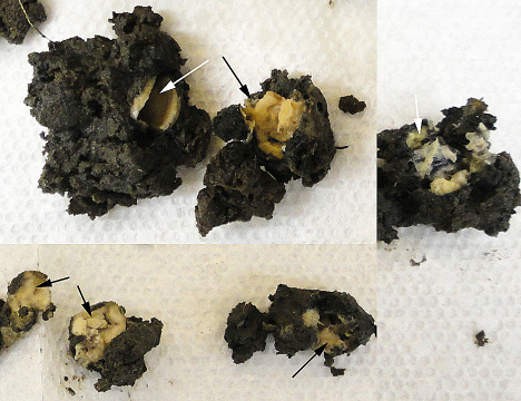 Figure 2. Decayed seed (arrows) due to infection by Pythium. (NDSU)