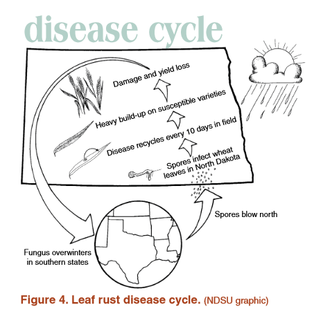 Leaf rust disease cycle