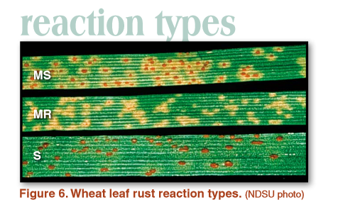 Wheat leaf rust reaction types