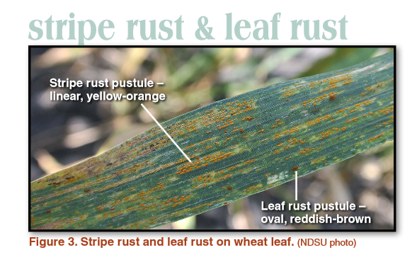 Strip rust and leaf rust on wheat leaf