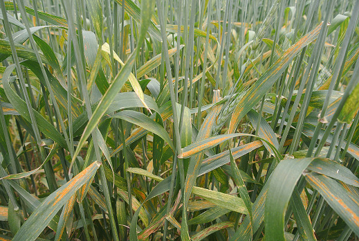 Stripe rust on susceptible hard red spring wheat variety