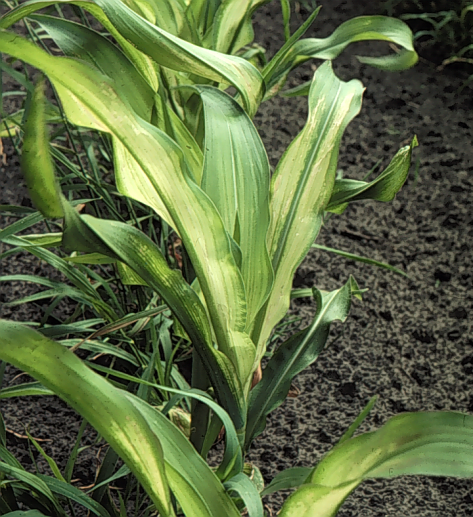 Zinc deficiency in corn