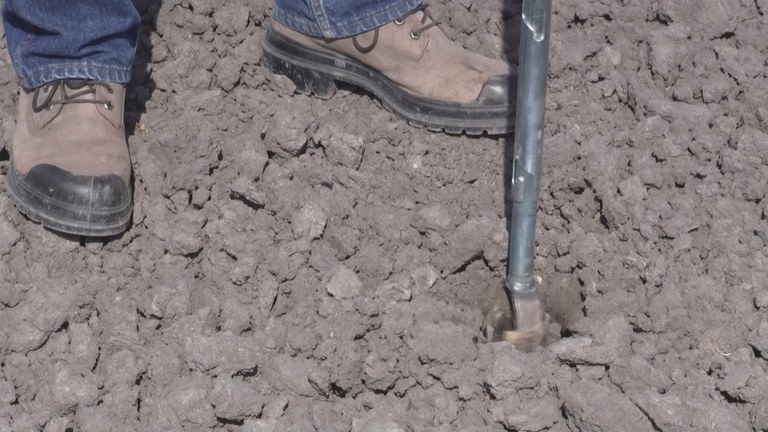 Soil core taken from saline-sodic zone