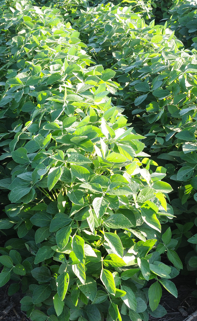 Soybeans Cover