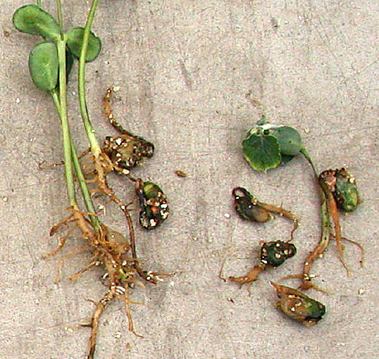 Page 3 Figure 1 Pythium root rot