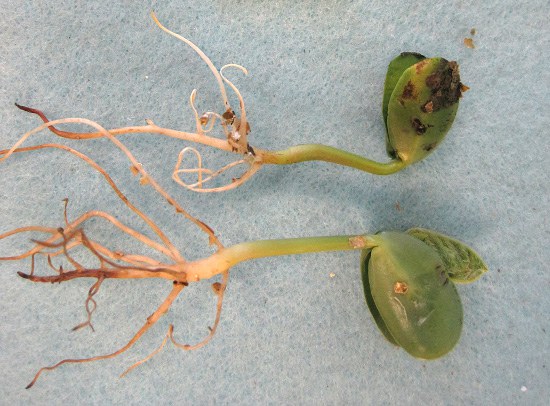 Page 3, Figure 3, Pythium root rot