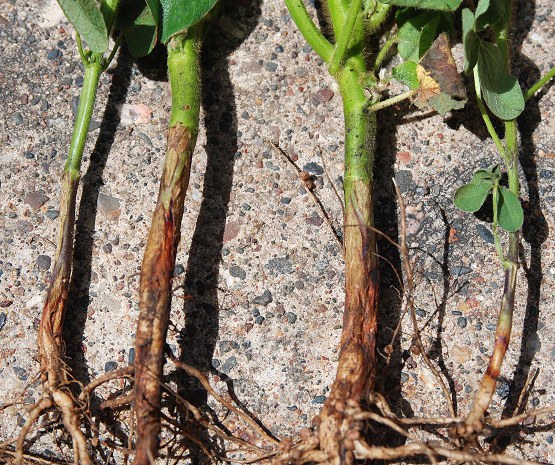 Page 4, Figure 1 Rhizoctonia root rot