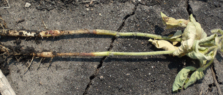 Page 4, Figure 2 Rhizoctonia root rot