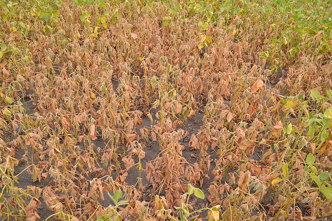 Page 10, Figure 2 Wilting Soybeans