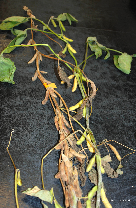 Page 11, Figure 2, Pod and stem blight/Phomopsis seed decay
