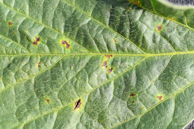 Page 14 Figure 3, Bacterial blight