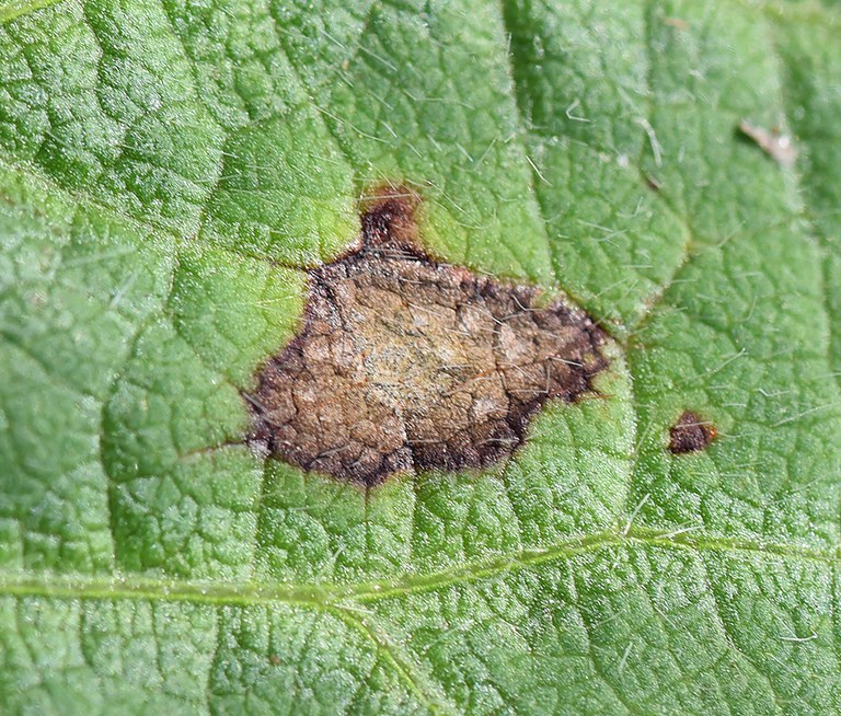 Page 19, Figure 3, Frogeye leaf spot