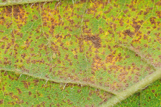 Page 23, Figure 2, Soybean rust