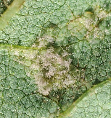 magnification of fungal growth on underside of leaf