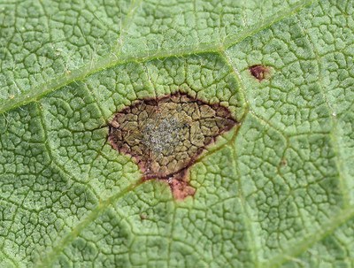 underside of Frogeye leaf spot with fuzzy gray mold