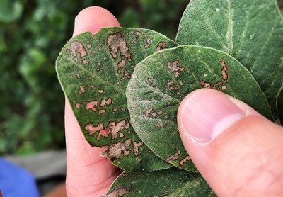 Phyllosticta leaf spot with gray irregular-shaped lesions with dark, narrow margins