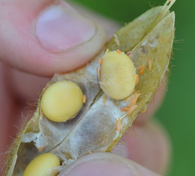 white-mold gall midge larvae feeding on white mold-infected stem