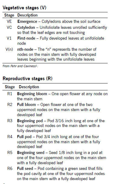 Vegetative stages