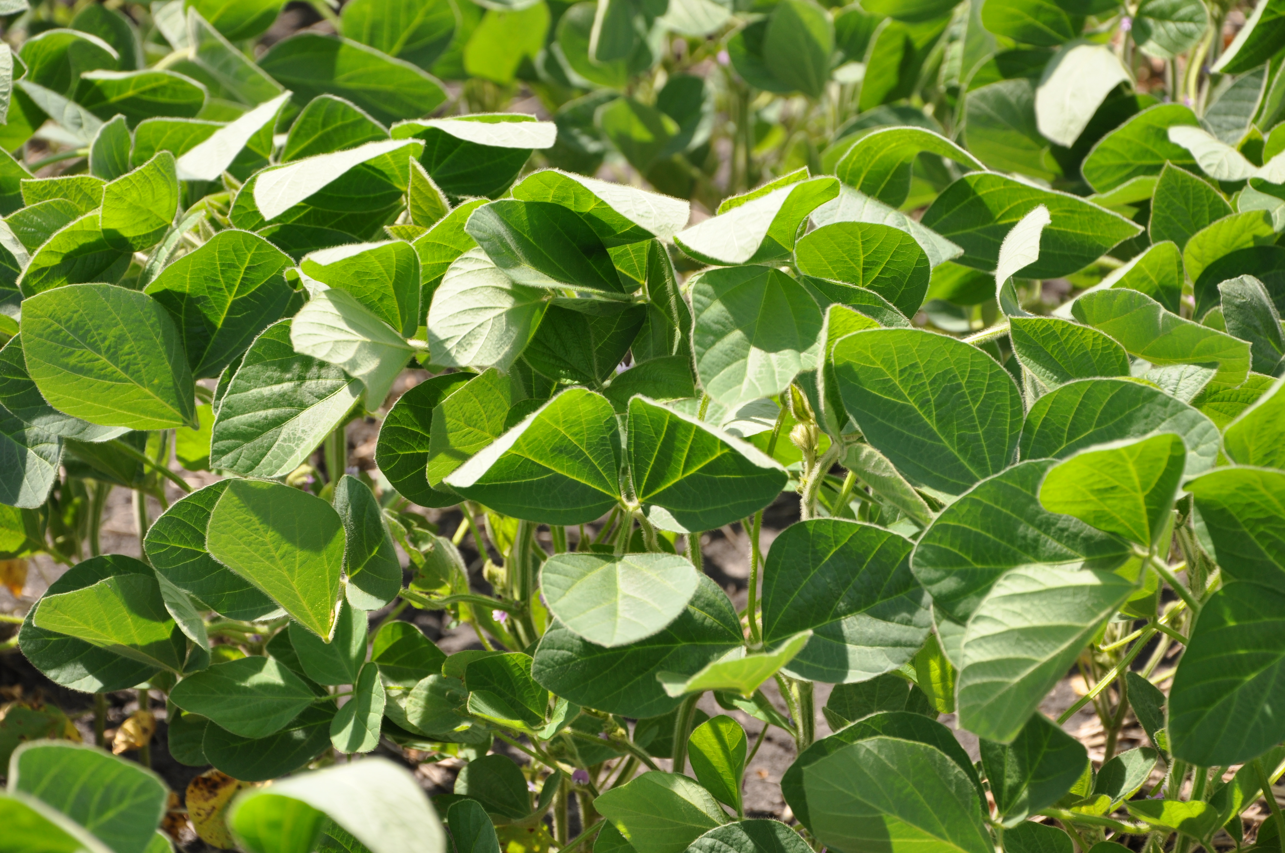 Soybeans Cover