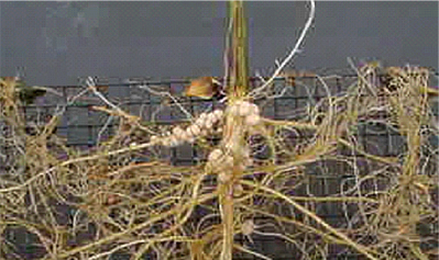 Figure 1 Nodules formed on soybean roots