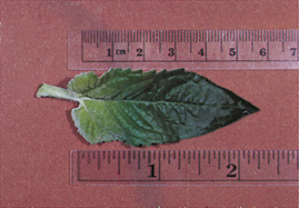 True Leaf 4 cm