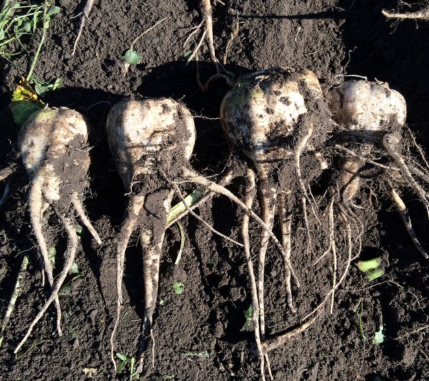 Root with profuse lateral branching symptoms in Sweden