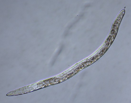 Vermiform stubby root nematode