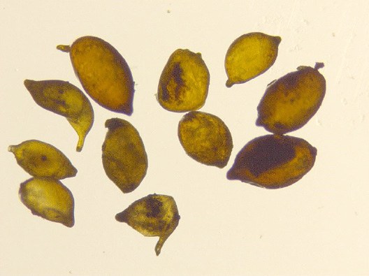 Yellow brown female cysts