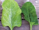Sugar beet leaf showing symtoms of mildew vs healthy leaf