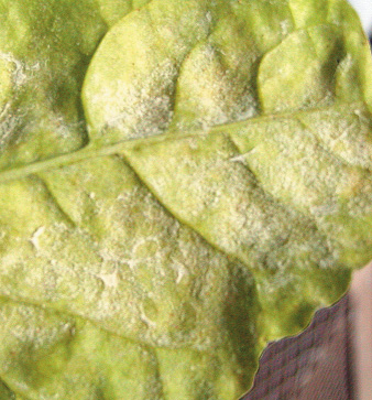 Close-up of sugar beet leaf infected with the fungus