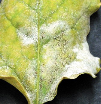 Sugar beet leaf with ascomata 