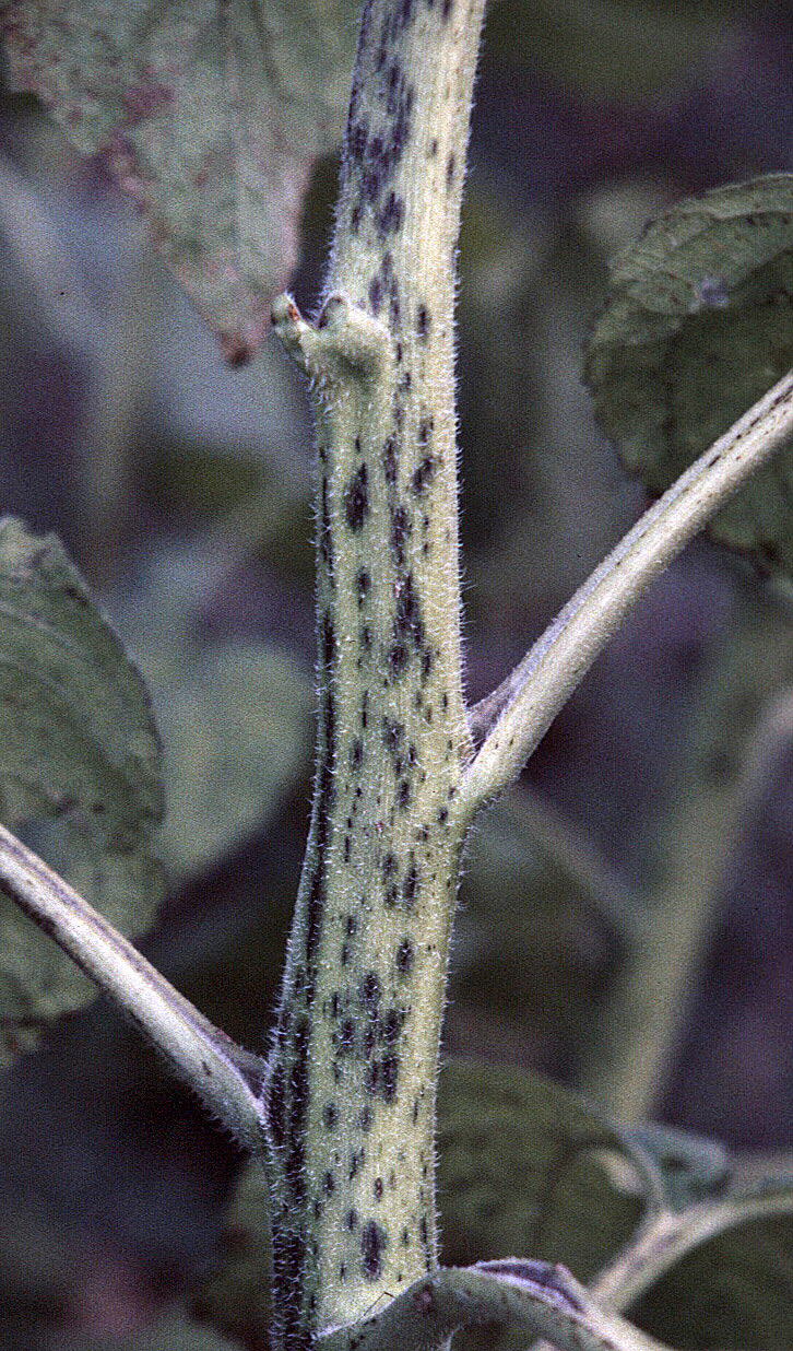 Alternaria leaf blight Figure 2