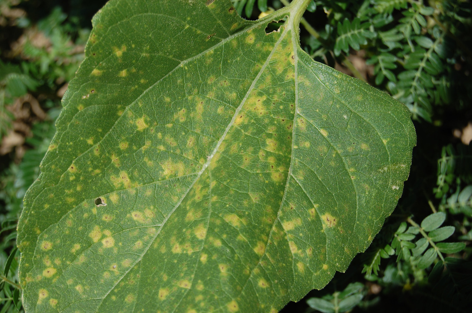 Bacterial leaf spot Figure 1