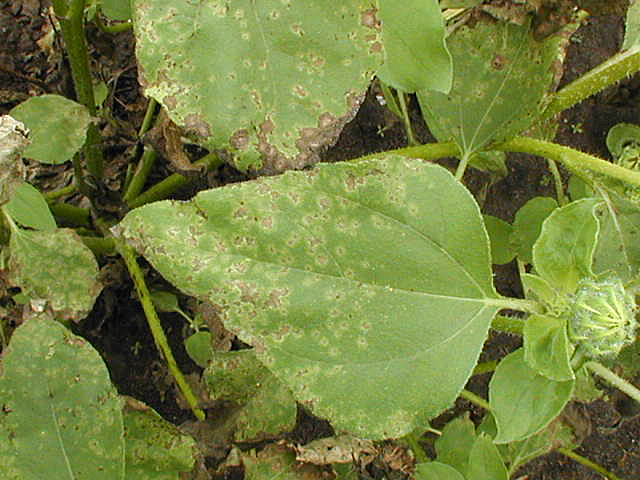 Septoria leaf blight Figure 1