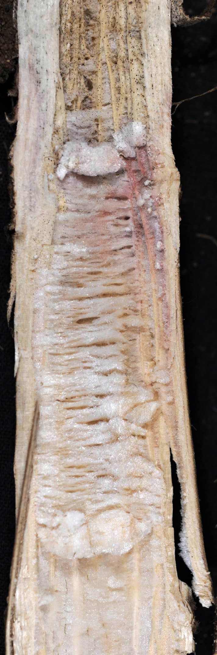 Fusarium root  Figure 2