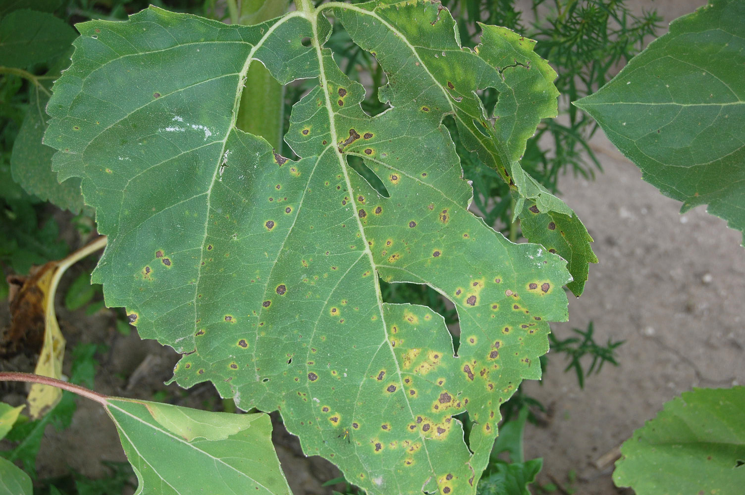 Bacterial leaf spot Figure 2