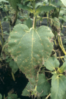 Septoria leaf blight Figure 2