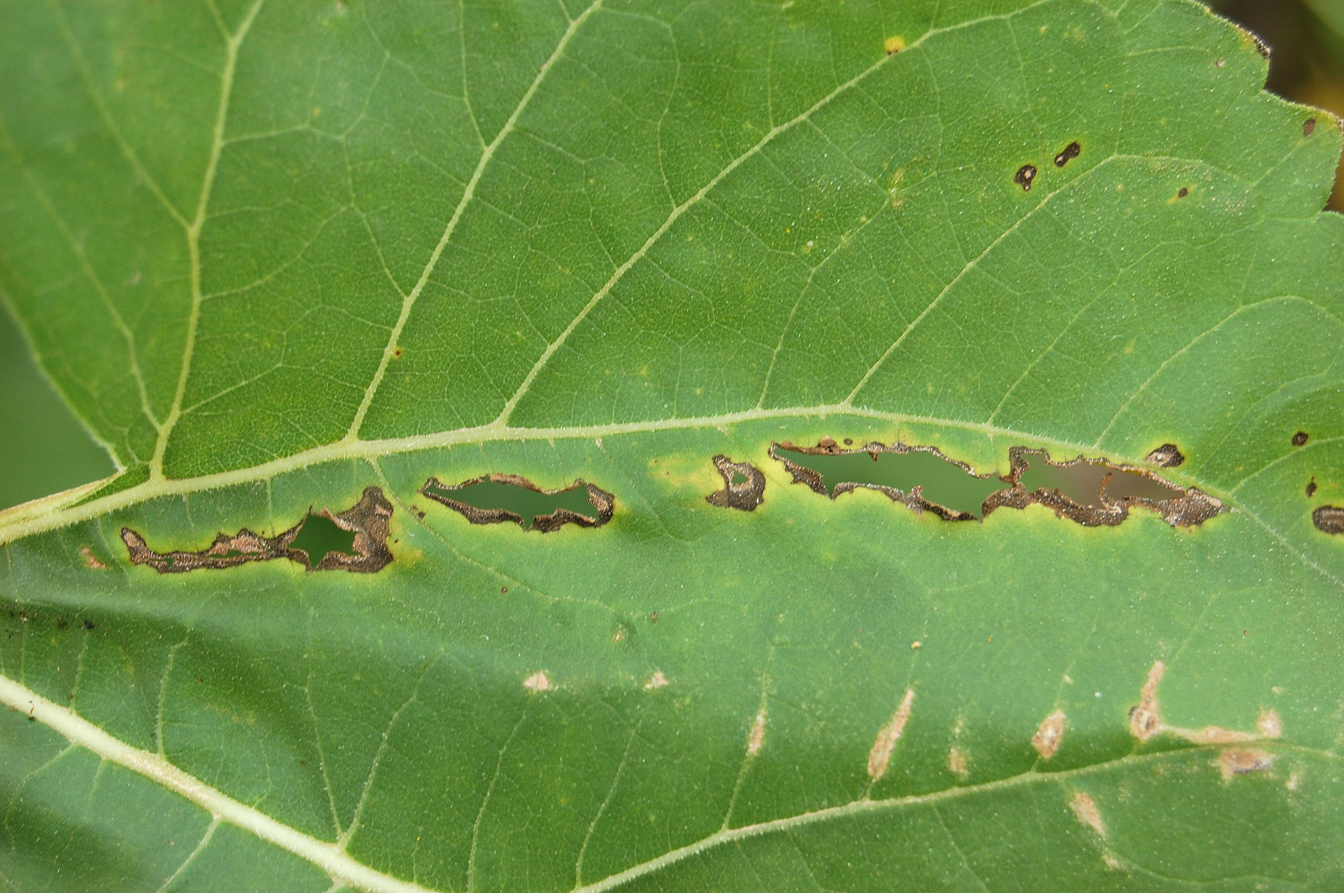 Bacterial leaf spot Figure 3