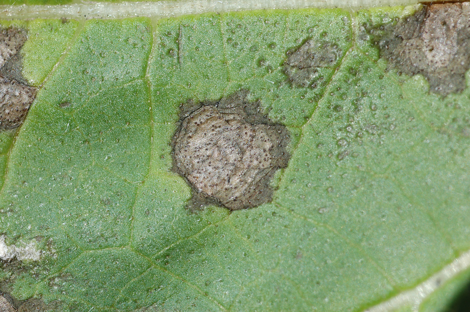 "Septoria leaf blight Figure 3