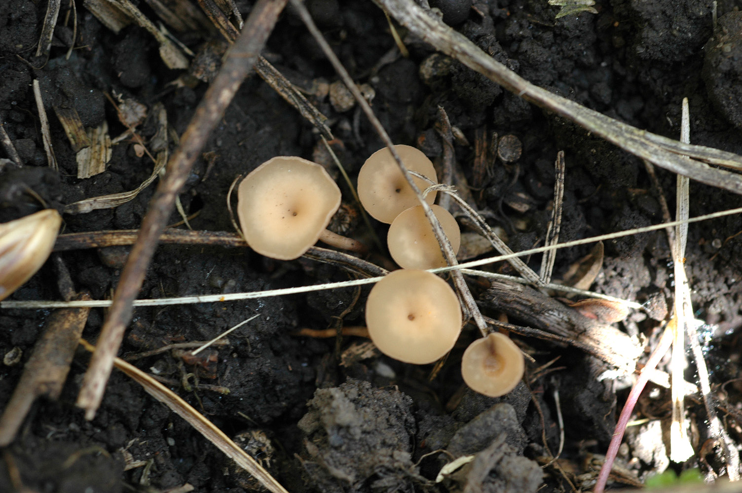 Sclerotinia hed rot Figure 1