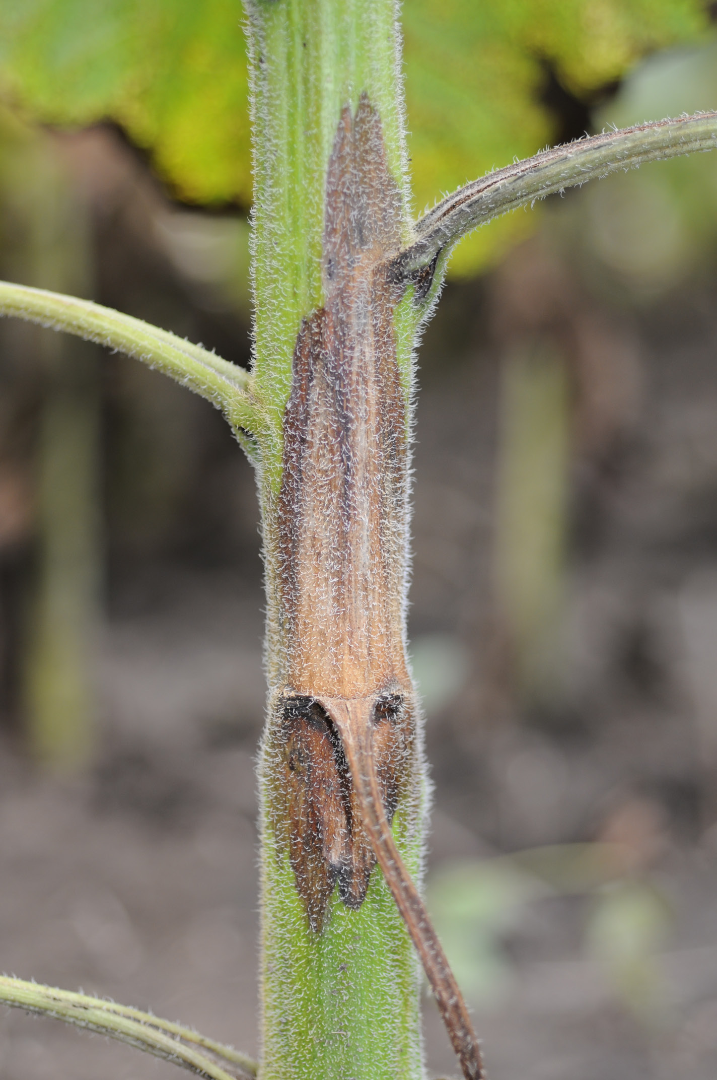 Phomopsis stem canker Figure 3 L
