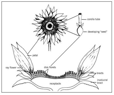 Details of the head of a sunflower and selected parts. 