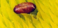Pupa – Sunflower seed maggot