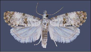 Adult arthuri sunflower moth