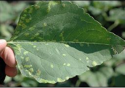 Downy mildew as a secondary infection